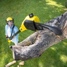 Best Seasonal Cleanup (Spring/Fall)  in Shiprock, NM