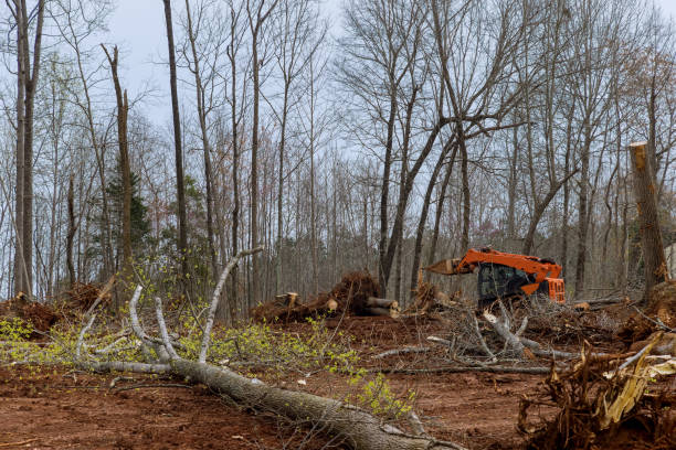 Trusted Shiprock, NM Tree Care Experts