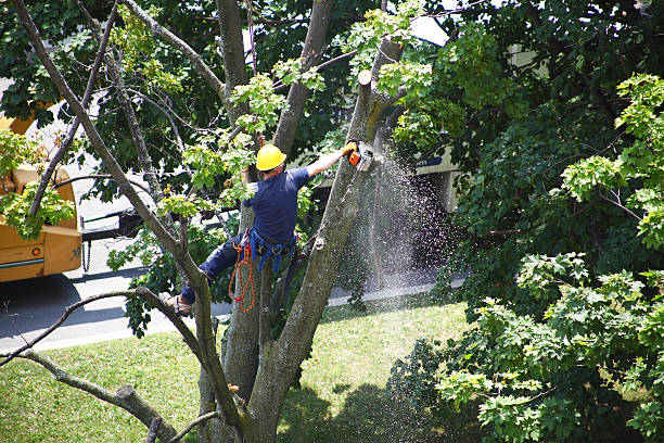Best Lawn Pest Prevention  in Shiprock, NM